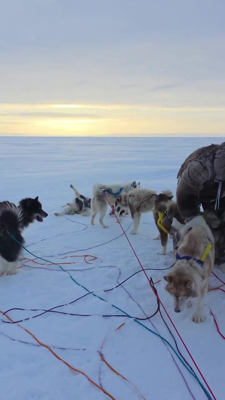 Kaiyun开云官方网站中国登录-超大号兹拉坦🥶44岁伊布北极度假，裹得严严实实坐狗拉雪橇